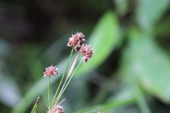 Luzula picta pallida
