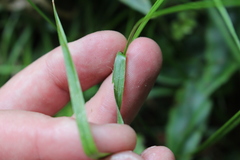Luzula picta pallida