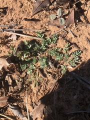 Corydalis curvisiliqua