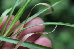 Luzula picta pallida
