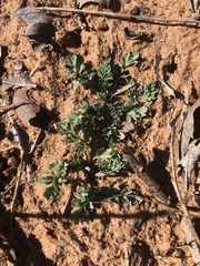 Corydalis curvisiliqua