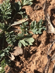 Corydalis curvisiliqua