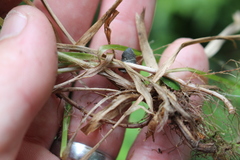 Luzula picta pallida