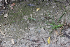 Luzula picta pallida