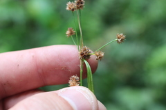 Luzula picta pallida