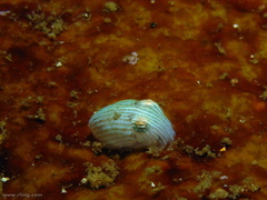 Sepioloidea lineolata