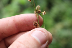 Luzula picta pallida