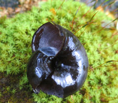 Powelliphanta