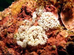 Pteraeolidia ianthina