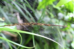 Carex corynoidea