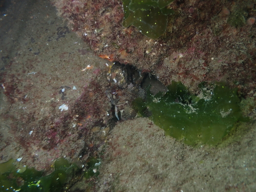 Parablennius gattorugine