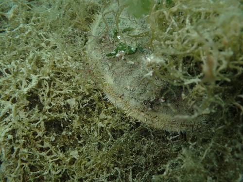 Pecten maximus
