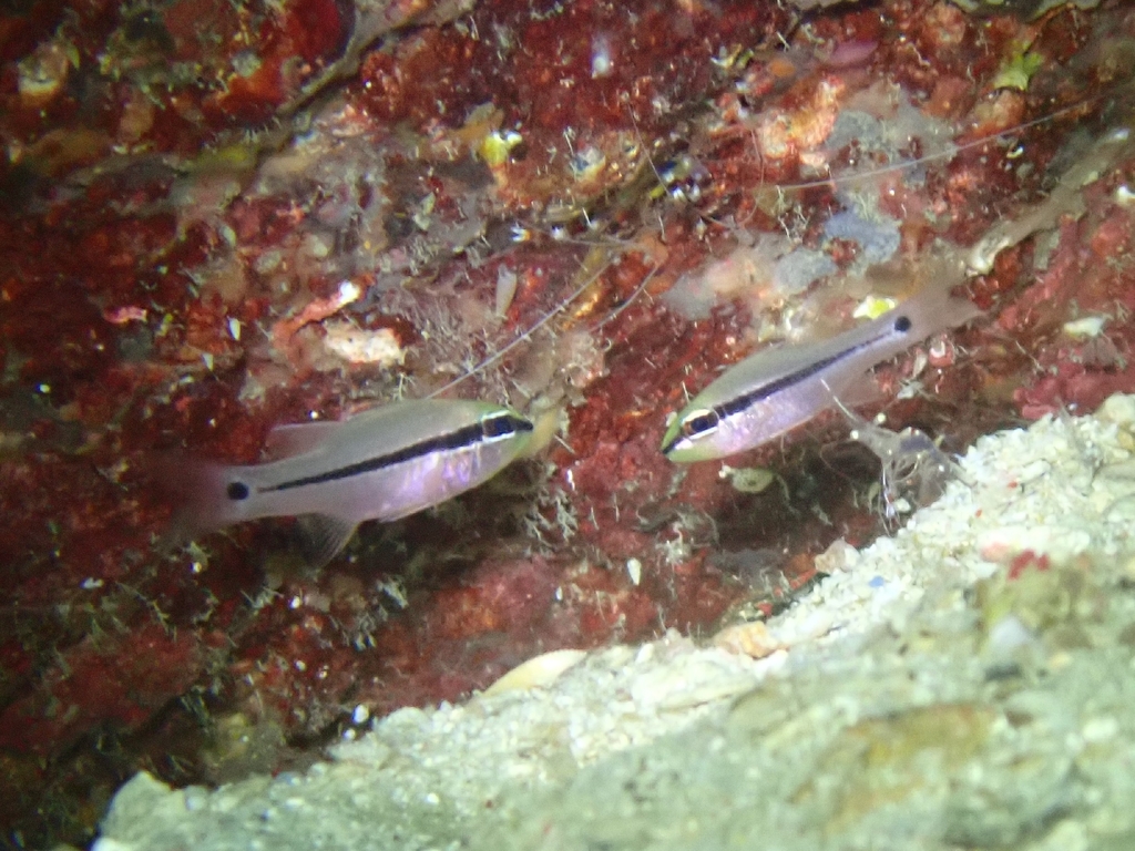 bridled cardinalfish