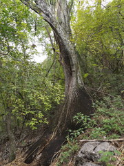 Beaucarnea recurvata