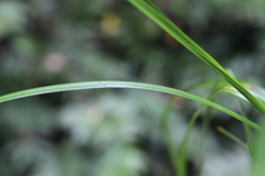 Carex corynoidea