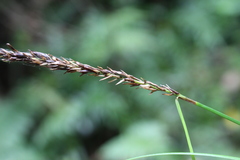 Carex corynoidea