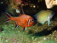 Mecaenichthys immaculatus