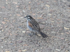 Emberiza capensis