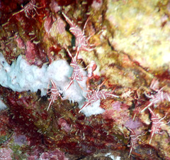 Rhynchocinetes durbanensis