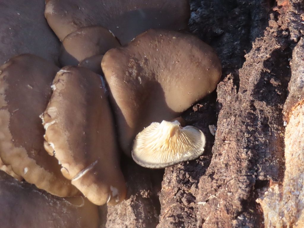 Pleurotus ostreatus · December 2025 · photo: © mami_t_t (iNaturalist, cc-by)