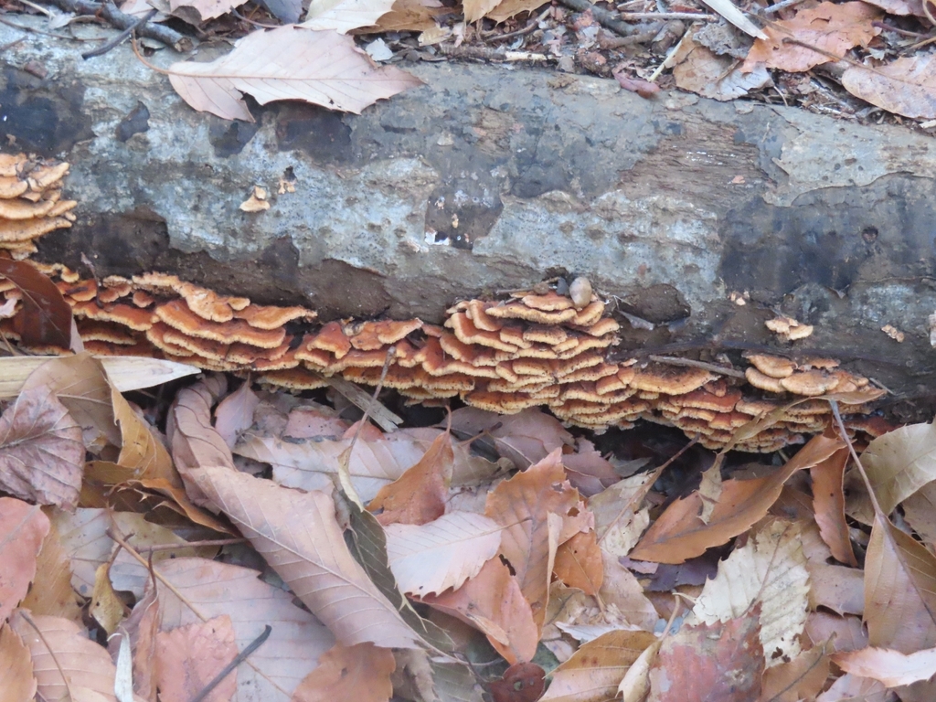 Irpex consors · December 2025 · photo: © mami_t_t (iNaturalist, cc-by)
