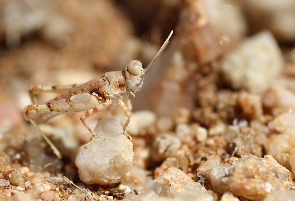 Leptoscirtus