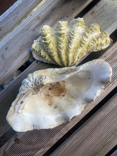 Tridacna maxima