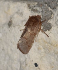 Psaphida styracis