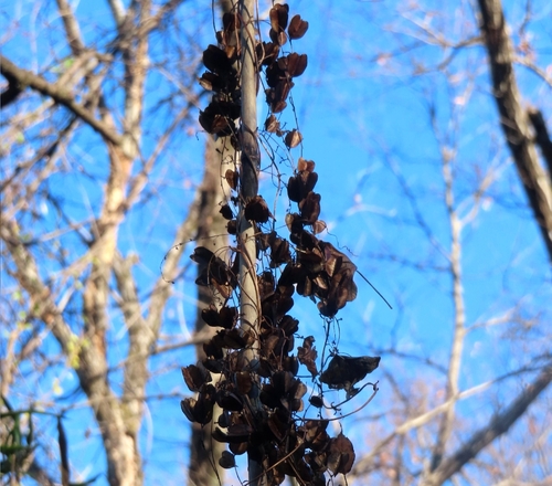 Dioscorea tokoro, photograph 4