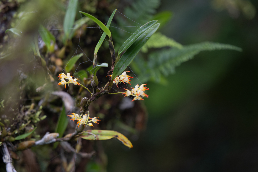 Bulbophyllum angustifolium