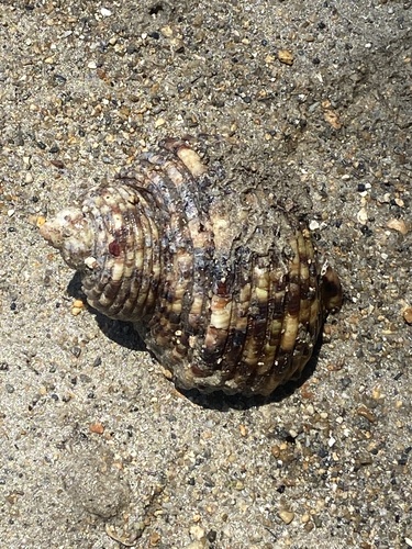 Turbo argyrostomus