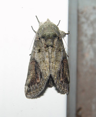 Heterocampa obliqua