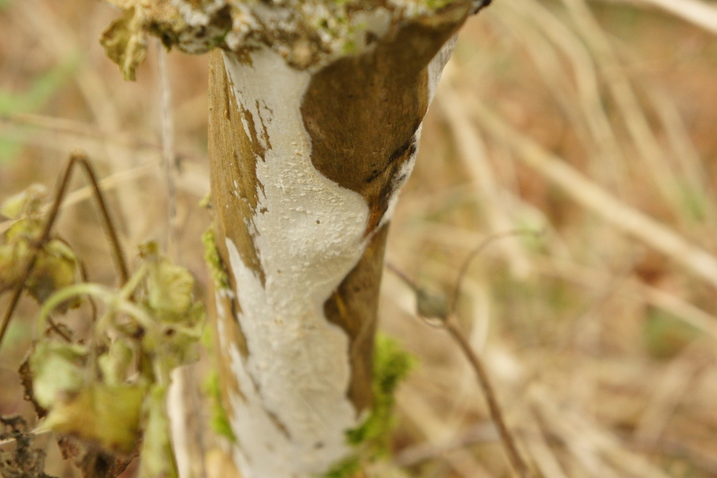 Lyomyces sambuci · December 2025 · photo: © alexswift (iNaturalist, cc-by)