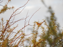 Stigmatura budytoides