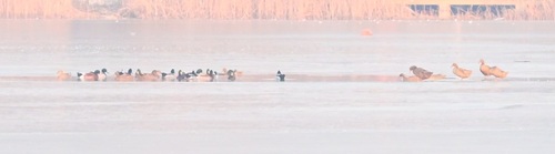 Mallard
