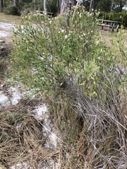 Baccharis halimifolia image