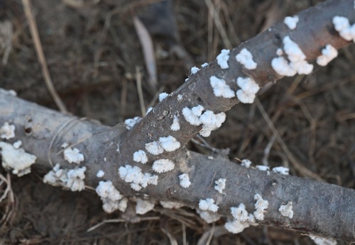 splitgill mushroom