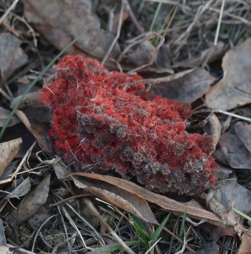staghorn sumac