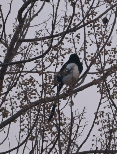 Oriental Magpie