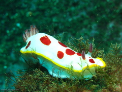 Goniobranchus splendidus