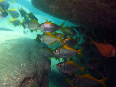 Schuettea scalaripinnis