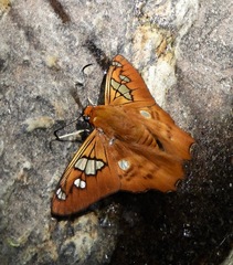 Myscelus phoronis