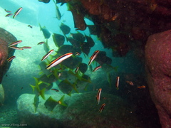 Trachinops taeniatus