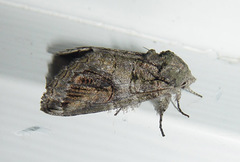 Heterocampa obliqua