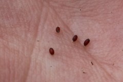 Luzula picta pallida