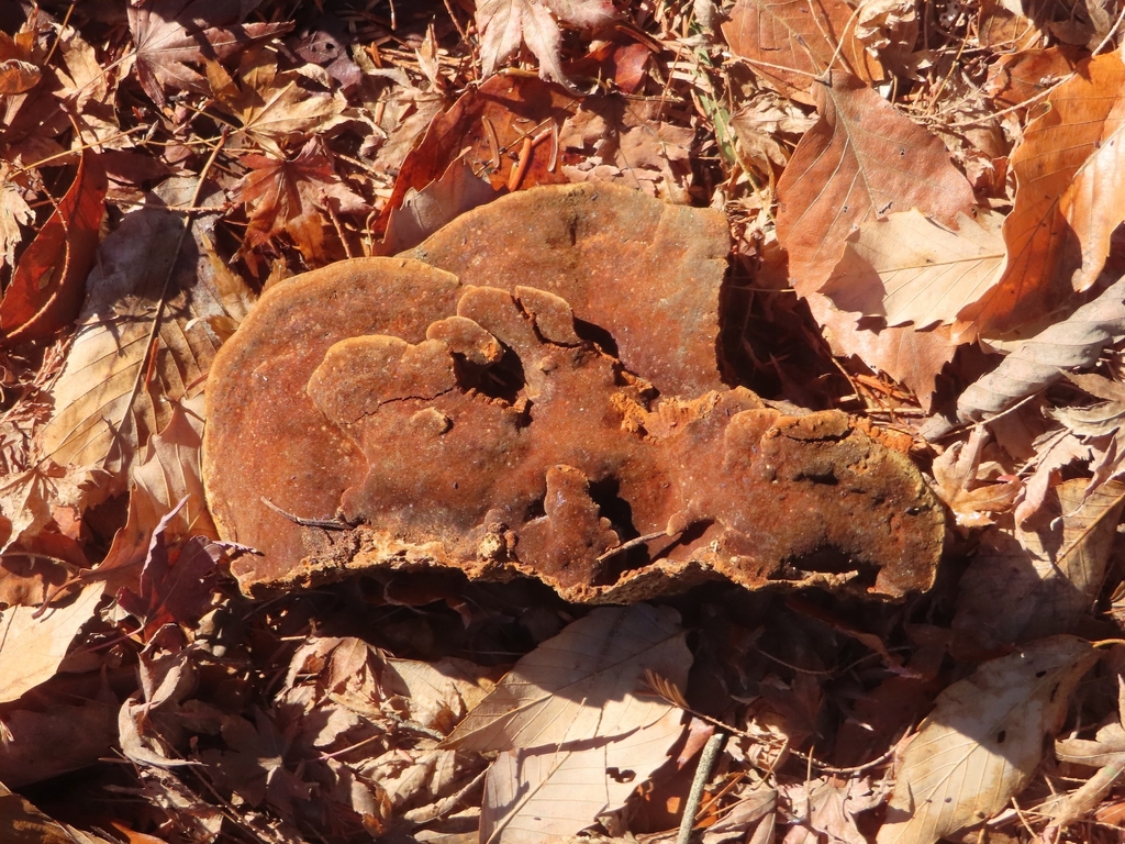 Fuscoporia gilva · December 2025 · photo: © mami_t_t (iNaturalist, cc-by)