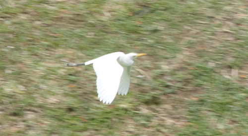 Eastern Cattle-Egret