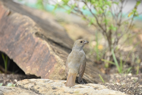 Barbados Bullfinch (Loxigilla barbadensis), photo 8