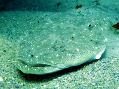 Platycephalus fuscus