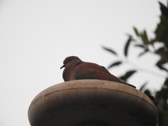 Streptopelia senegalensis